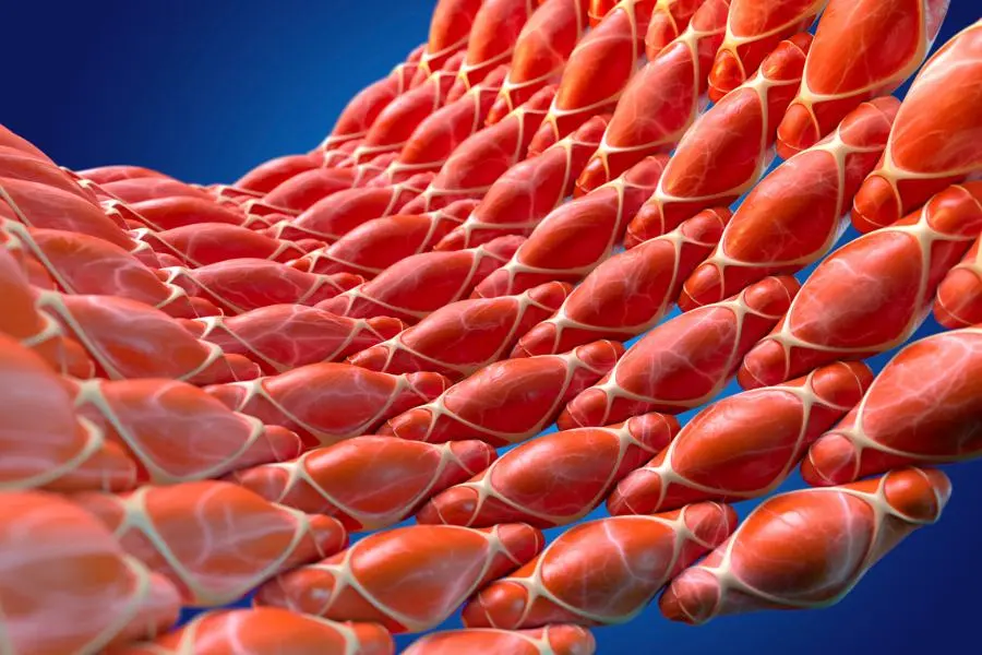 Creatina para mejorar los músculos y la salud cardiovascular.